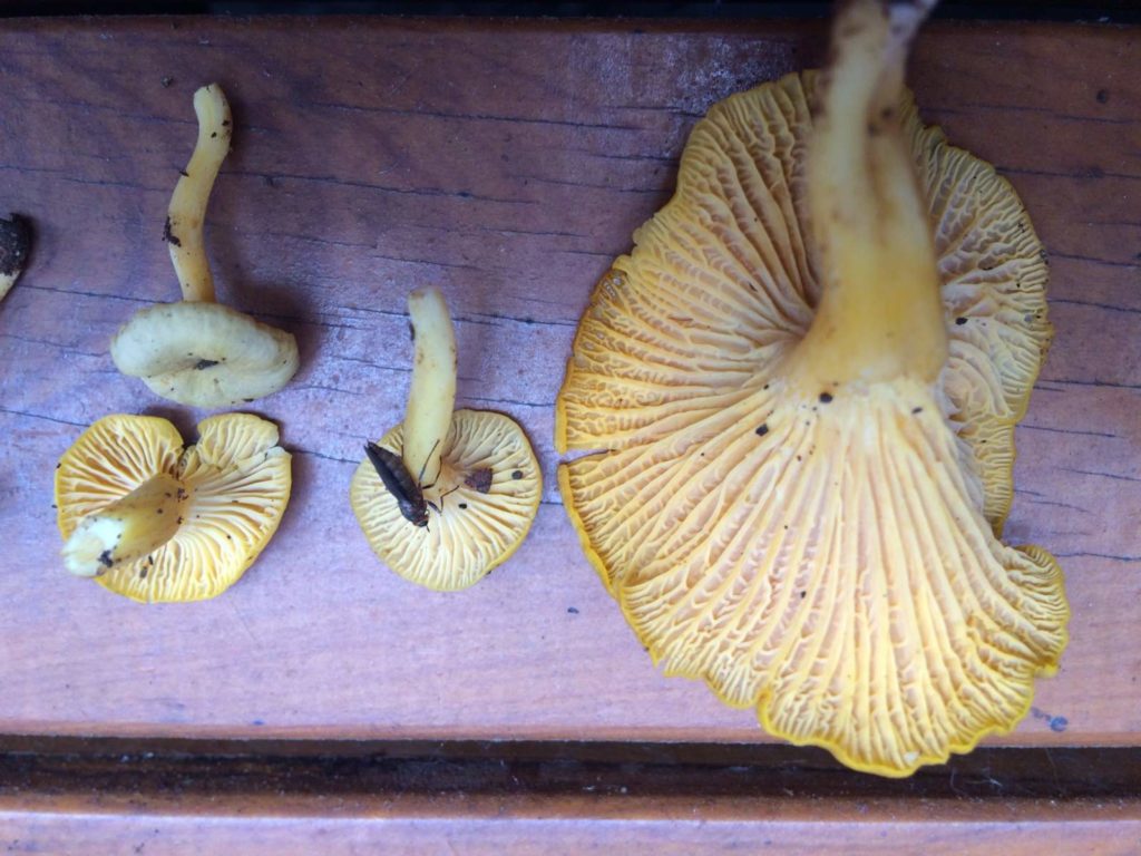 New chanterelle species found in the Dandenongs! - Updated!