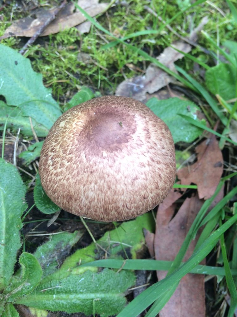 Agaricus 'marzipan' - the almondy agaricus (JF495057) - updated!