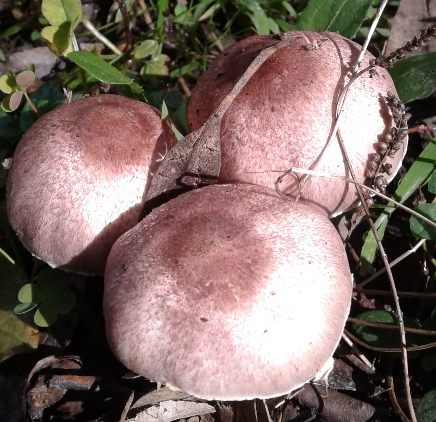 Agaricus 'marzipan' - the almondy agaricus (JF495057) - updated!