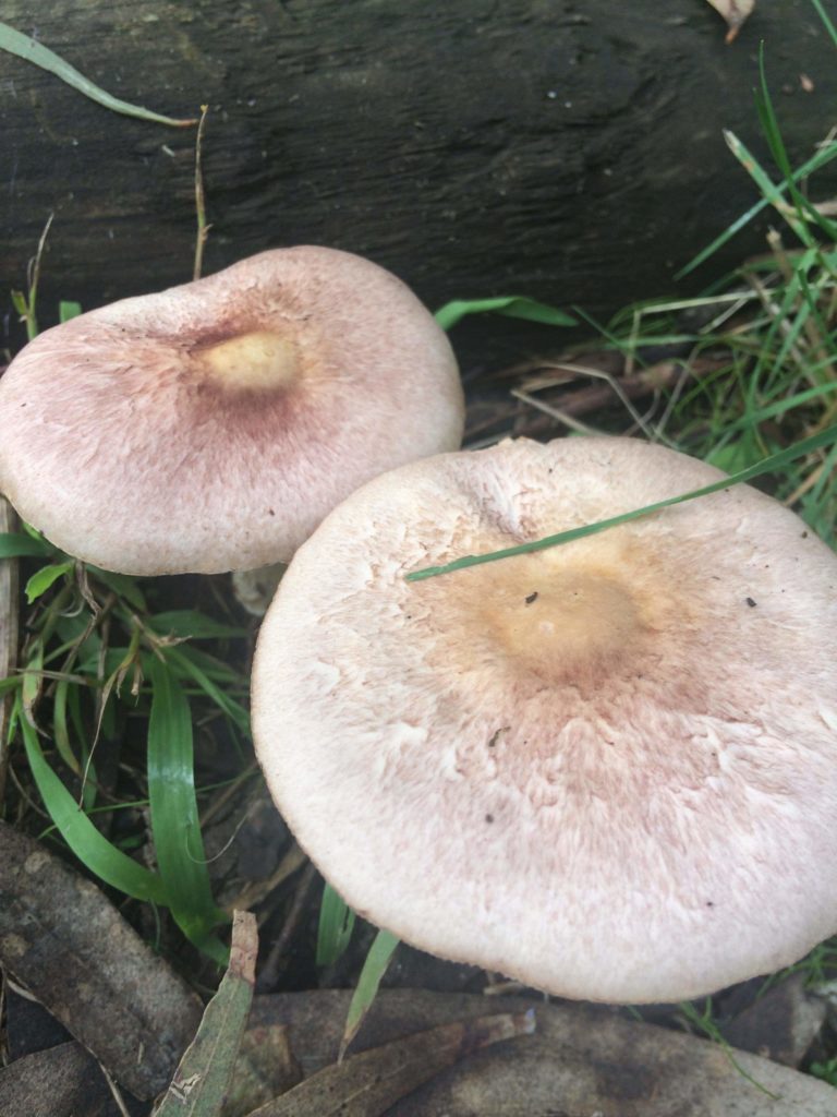 Agaricus 'marzipan' - the almondy agaricus (JF495057) - updated!