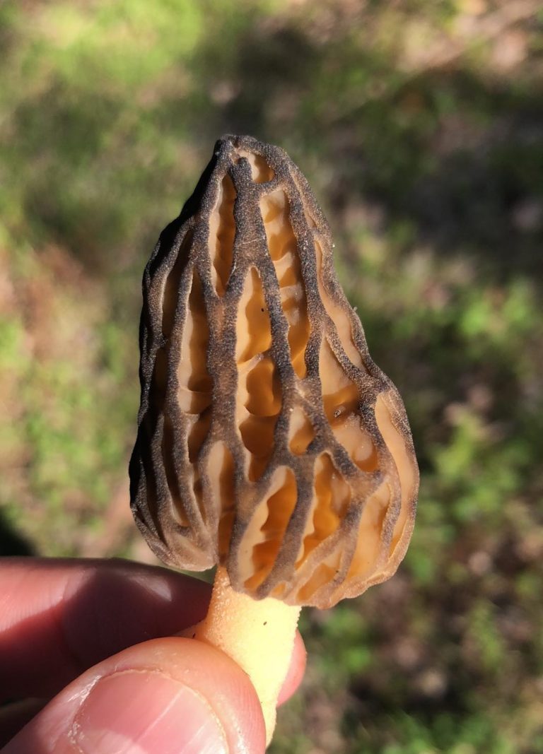 Morchella australiana – black morel