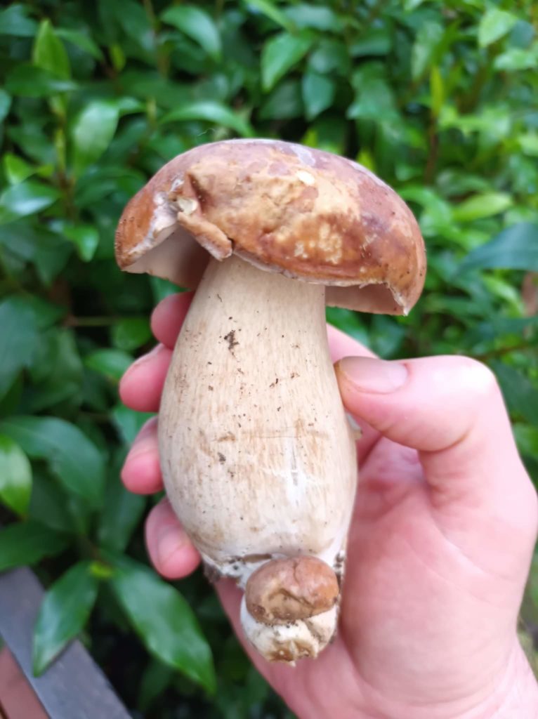 Red-capped Leccinum and Victorian Porcini