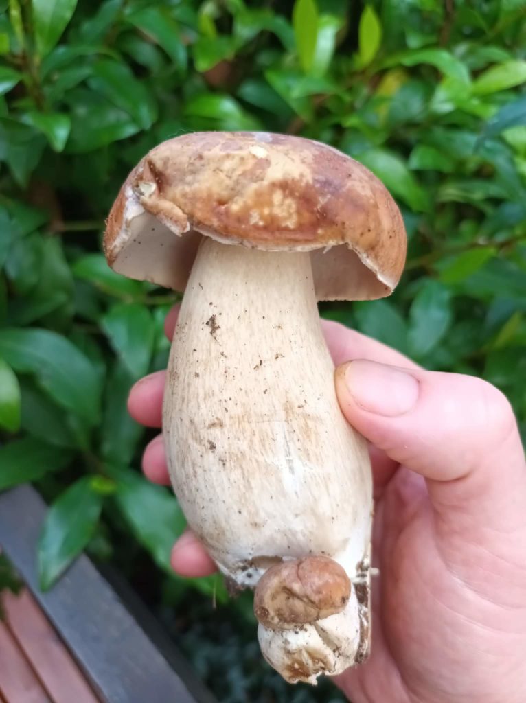 Red-capped Leccinum and Victorian Porcini