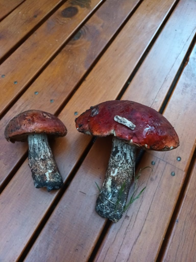 Red-capped Leccinum and Victorian Porcini