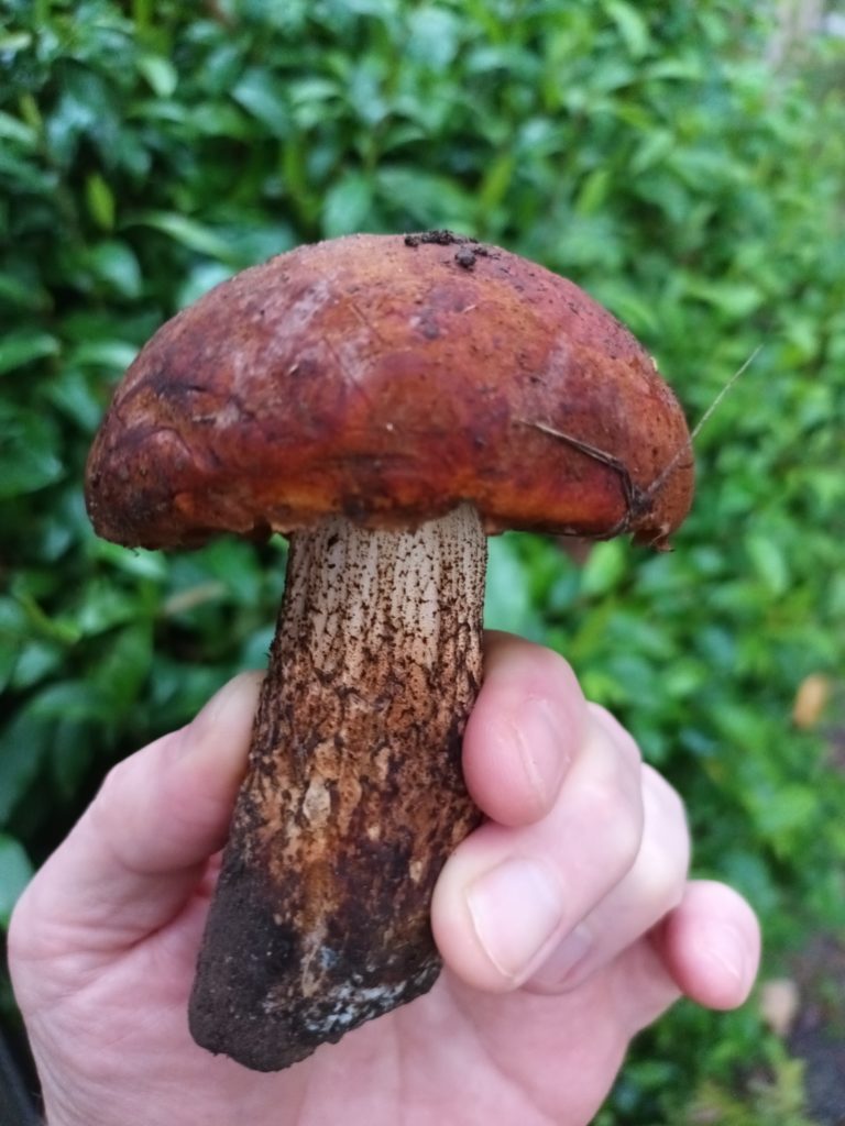 Red-capped Leccinum and Victorian Porcini