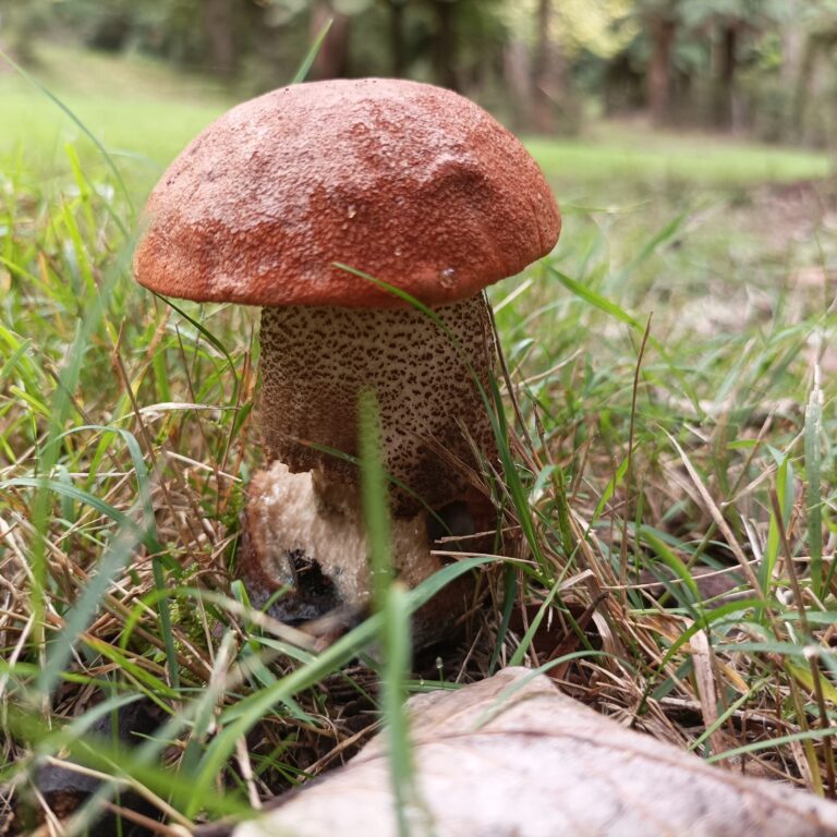 Leccinum aurantiacum – red-capped Leccinum