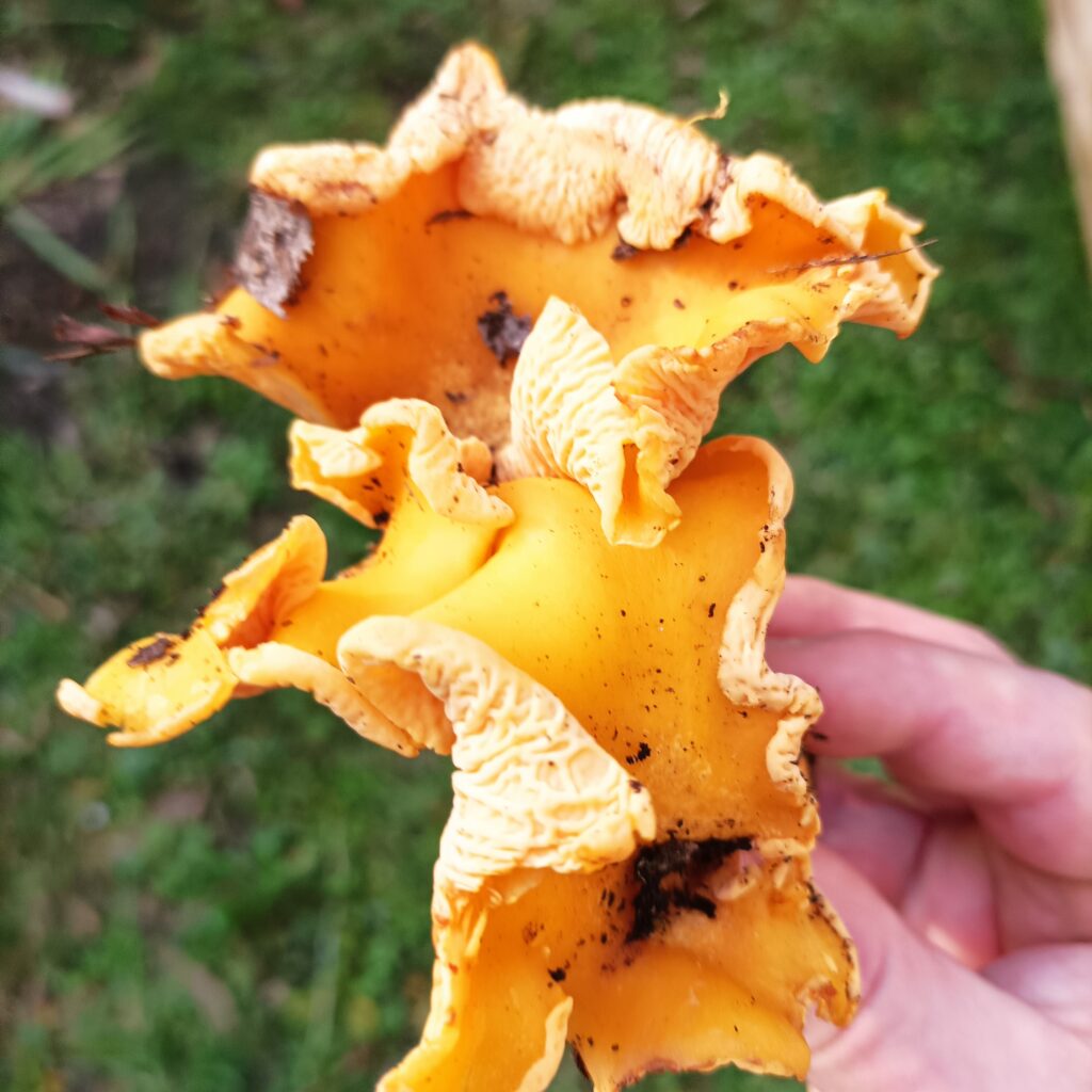 Smooth Chanterelles, Northern Dandenongs