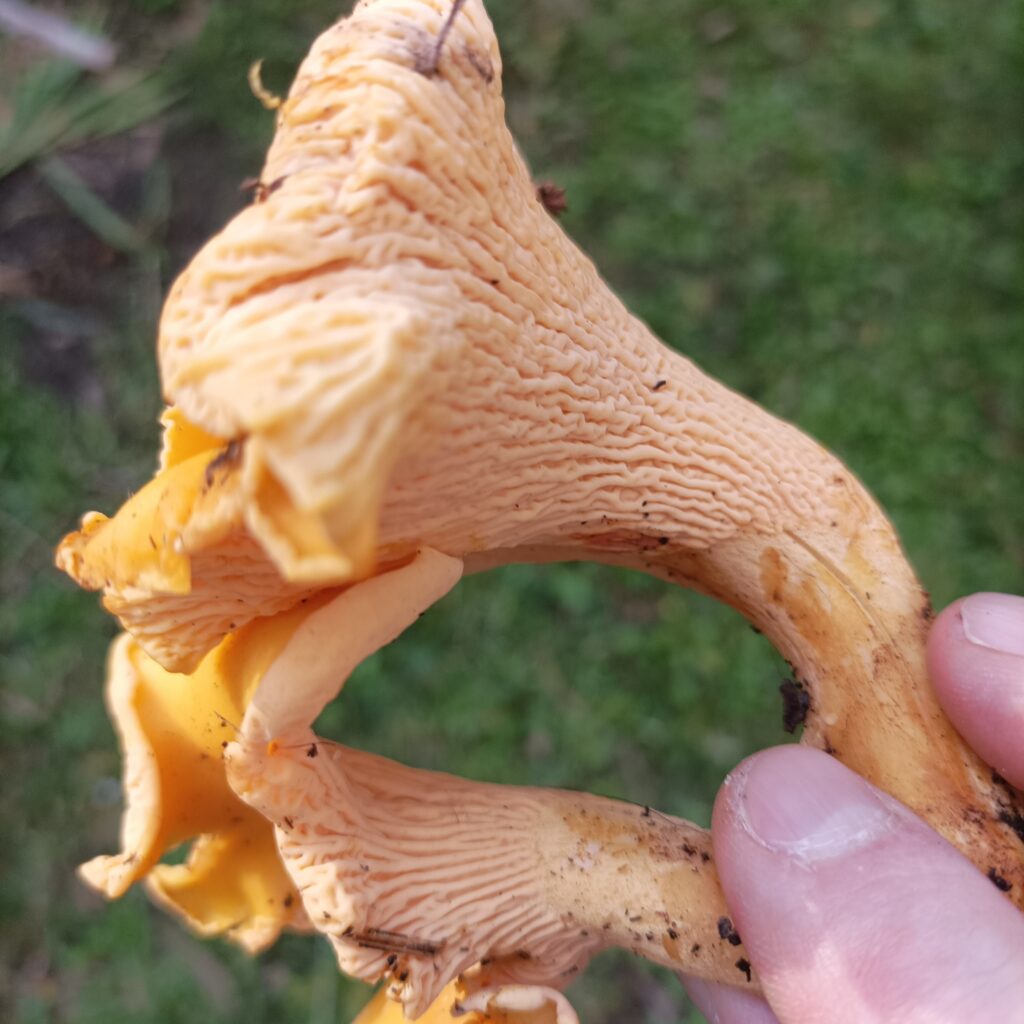 Smooth Chanterelles, Northern Dandenongs