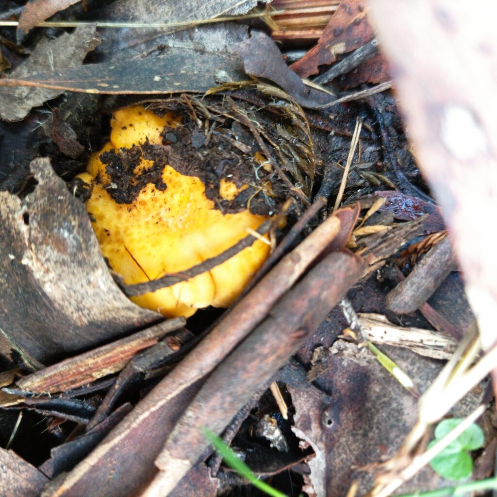 Smooth Chanterelles, Northern Dandenongs