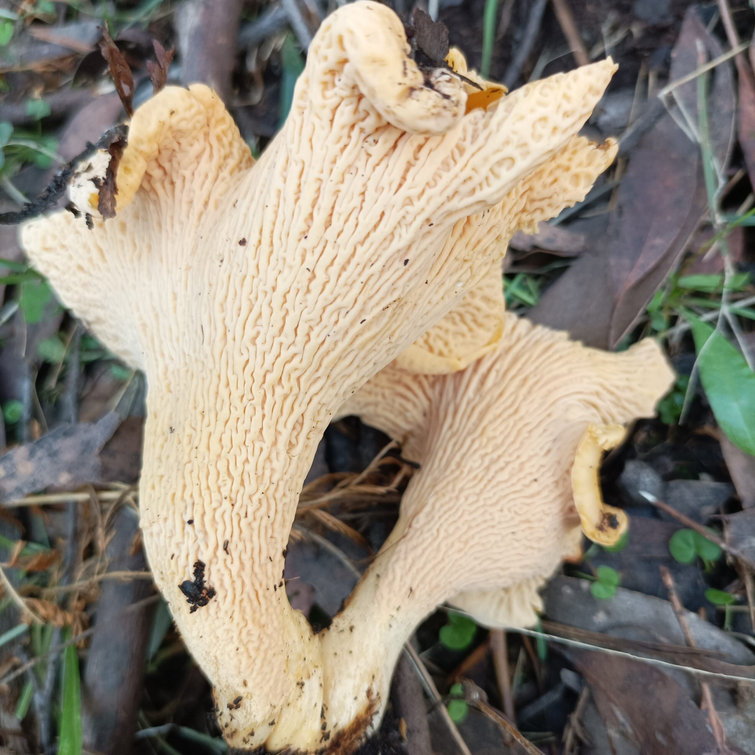 Smooth Chanterelles, Northern Dandenongs