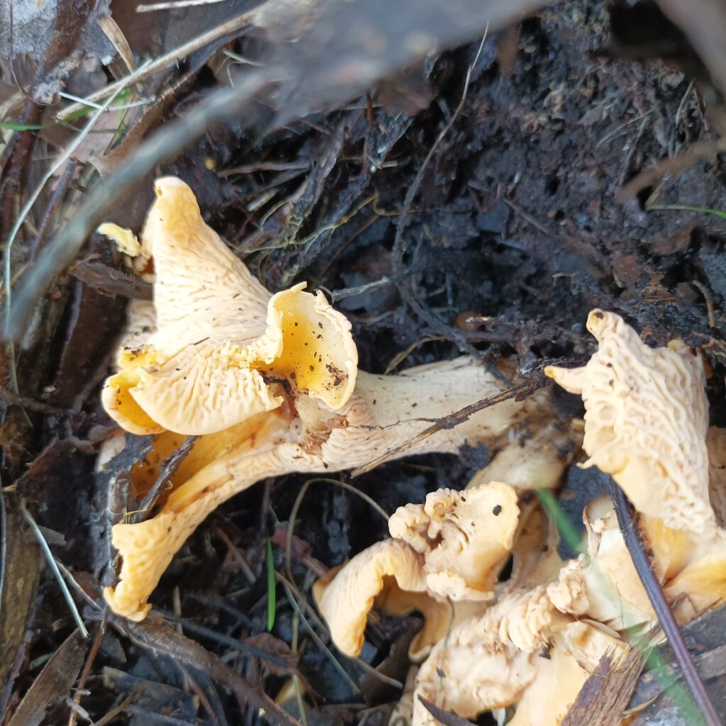 Smooth Chanterelles, Northern Dandenongs