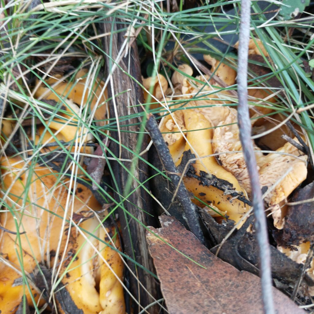 Smooth Chanterelles, Northern Dandenongs